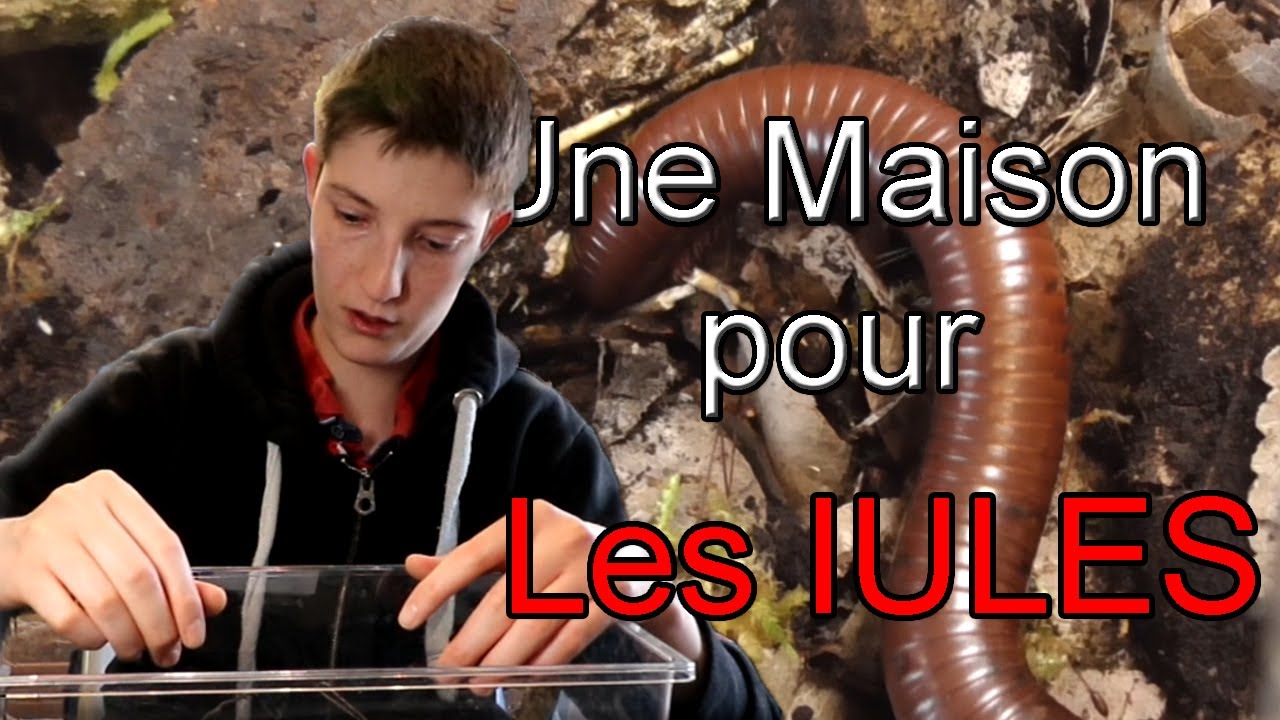 On installe les IULES dans leur nouvelle MAISON ?!