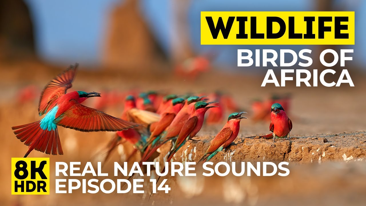 Wildlife of Africa 8K HDR #14 | Exotic Birds of Western Cape & Kalahari Desert + Real Nature Sounds