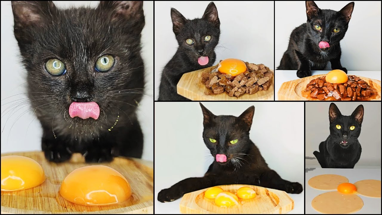 Cats Eating Egg Yolk ASMR Compilation