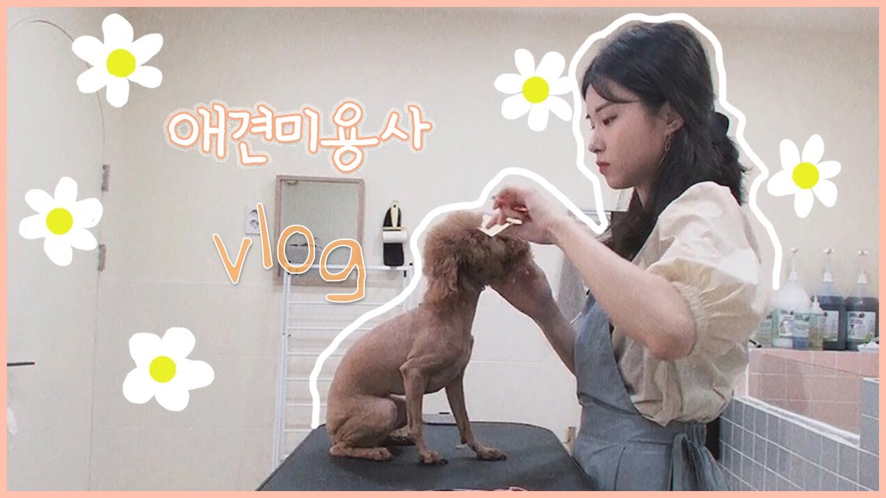 [VLOG] 🌼애견미용사브이로그 | 소소한일상 | 꼬띠꼬띠 |  yeni | 예니로그🌼