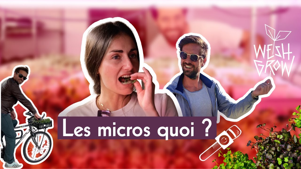 Les micro-pousses, une explosion de saveur !
