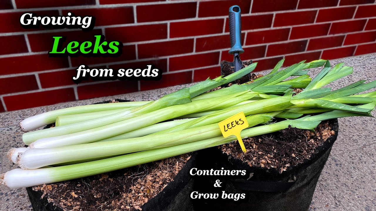 Growing SUPER-LONG Leeks from Seed to Harvest - Step by Step (Containers + Grow bags)
