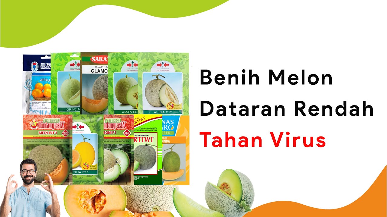 10 Benih Melon Dataran Rendah Musim Hujan Terbaik