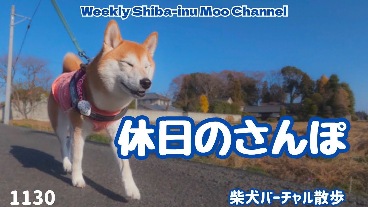 【柴犬】休日のさんぽ #休日075