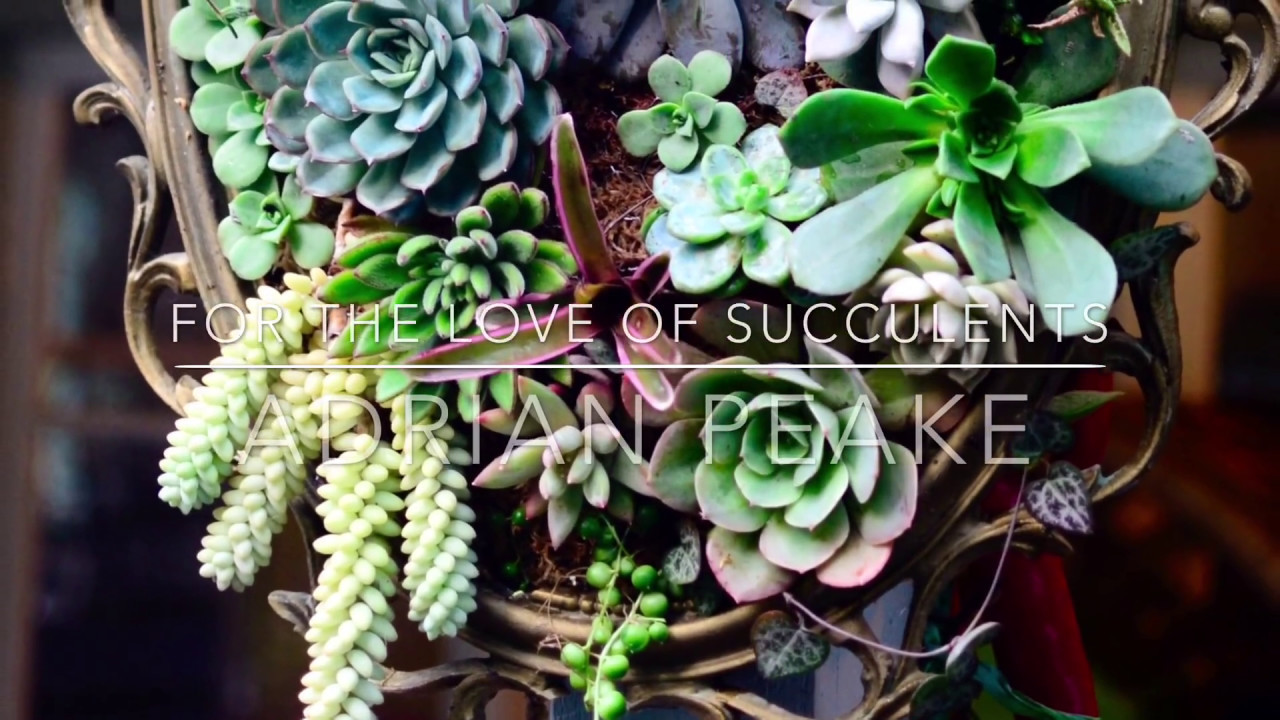 A SUCCULENT HANGING FRAME