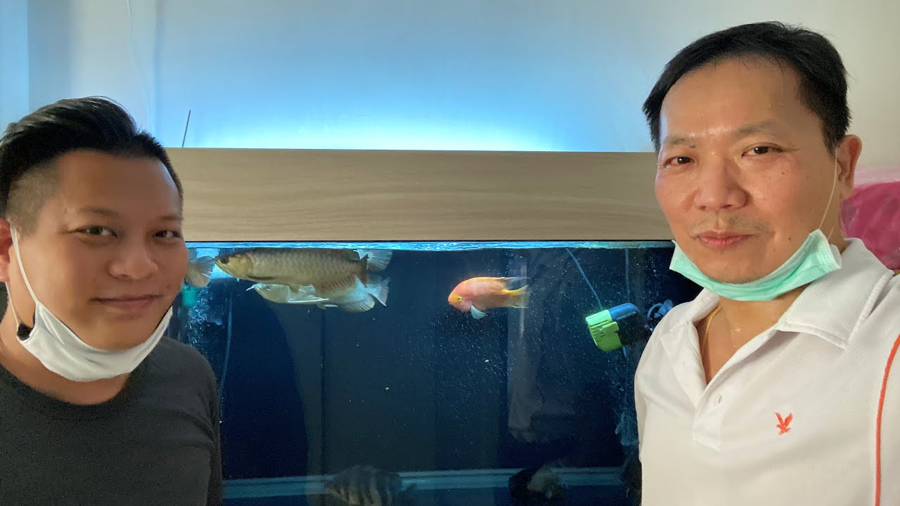 LIOW VIDEO: Jackson's Bicycles & Arowana fishes