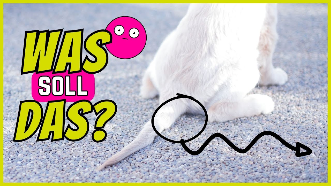Warum ziehen Hunde ständig ihren Hintern über den Boden?