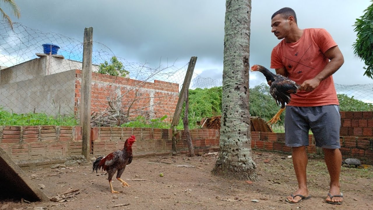 CRIAÇÃO DO GALO MURA! DIA A DIA NO MANEJO. VEJA COMO FUNCIONA.