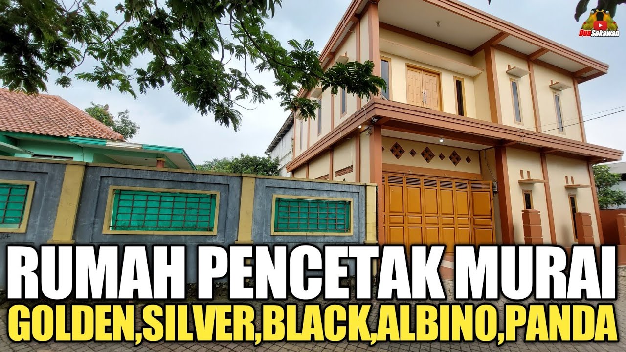 SUKSES MENANGKAR RIBUAN MURAI BATU PALING LANGKA  ! KANDANGNYA 3 LANTAI