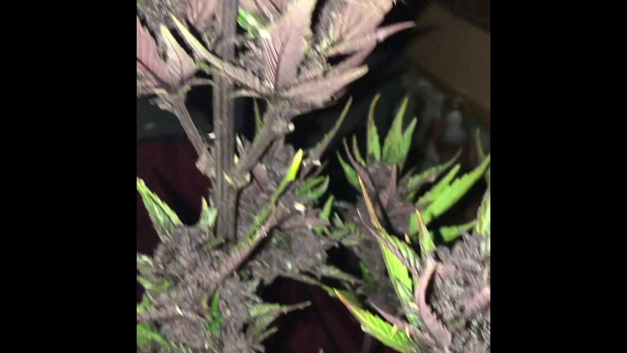 Blackberry auto washed and harvested 🔥🔥💪🏼💪🏼
