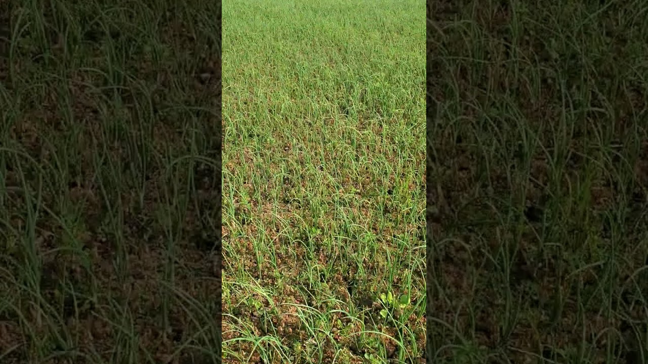 পেঁয়াজের জমিকে নিরিয়ে দেওয়া দৃশ্য 