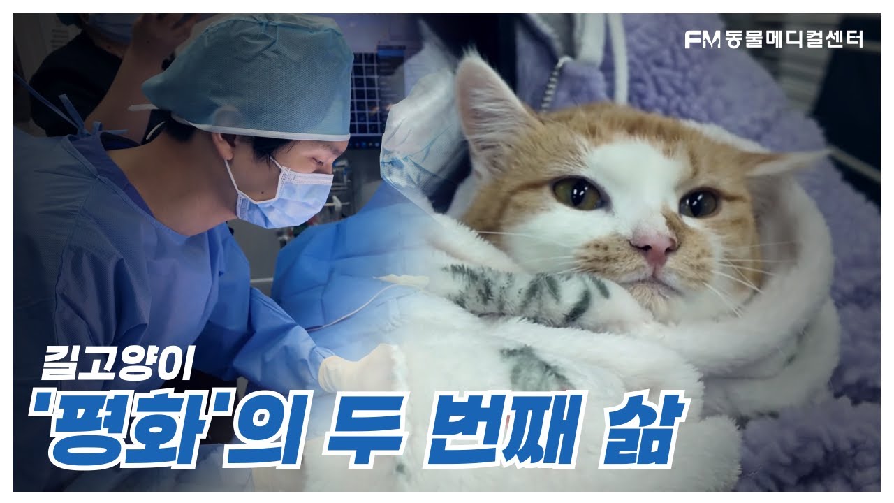 길고양이 '평화'의 두 번째 삶