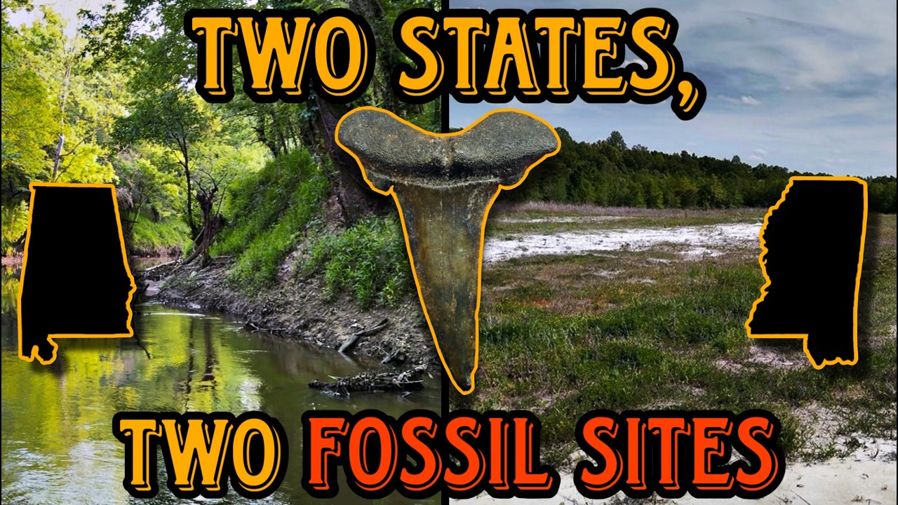 I hunted 2 fossil sites in 2 states... here's what I found