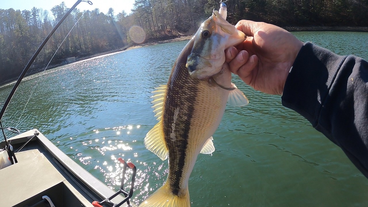 Cold January Spotted Bass Catch on Carters Lake | Cast To Catch #10