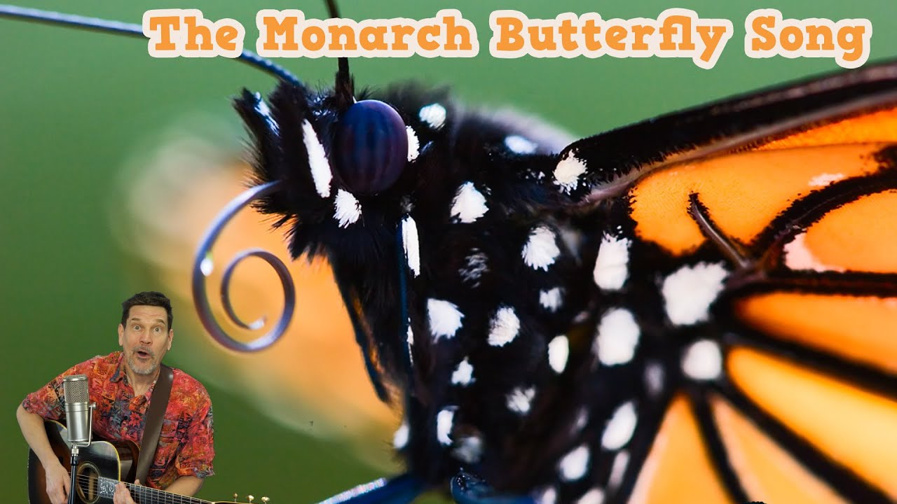 Monarch Butterfly Song with real-life clips of life cycle & Mexican overwintering