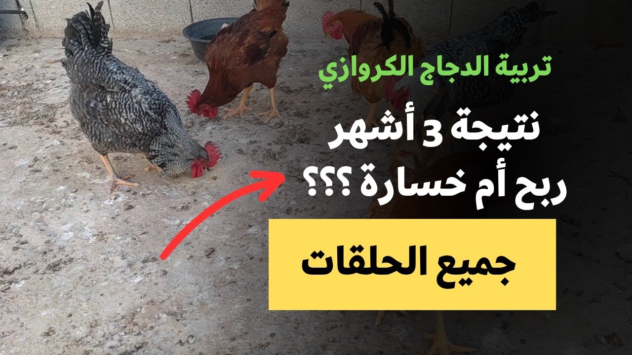 مشروع تربية الدجاج الكروازي 🐓 - النتيجة النهائية ربح أم خسارة 🔥 جميع الحلقات