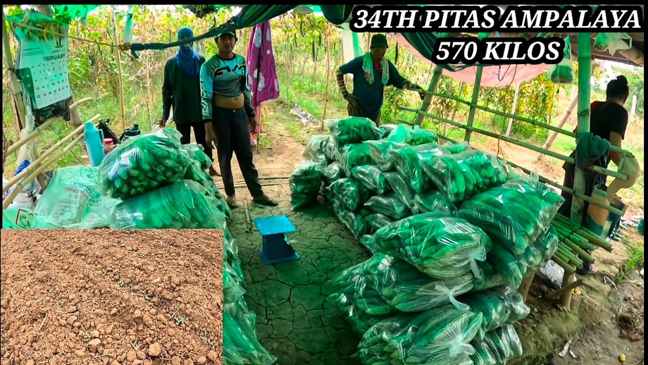 34TH PITAS SA AMPALAYA 570 KILOS ULIT  👏TUMUBO NA MGA BAGONG OKRA♥️🙏