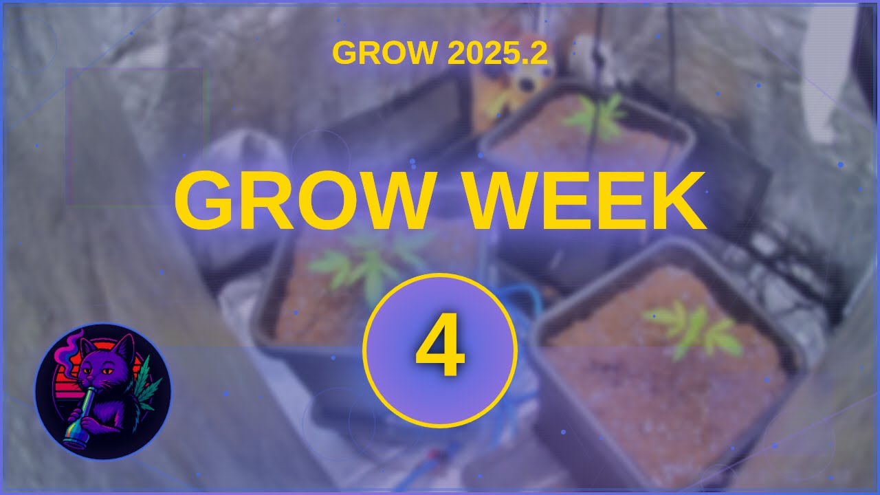 GROW 2025.2 - Week 4 &ndash; Milky Way & Lemonade Haze Getting Serious 🌿