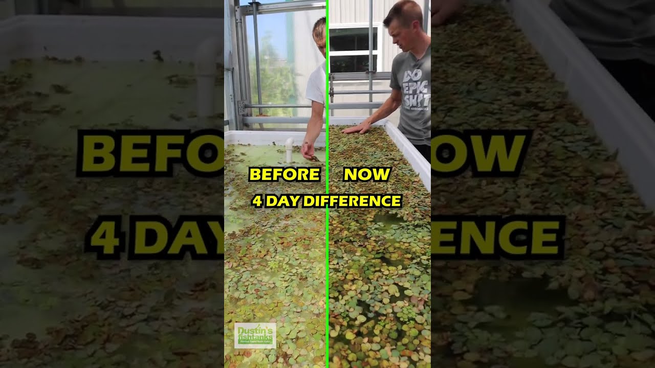 RED ROOT FLOATERS GROWTH COMPARISON!