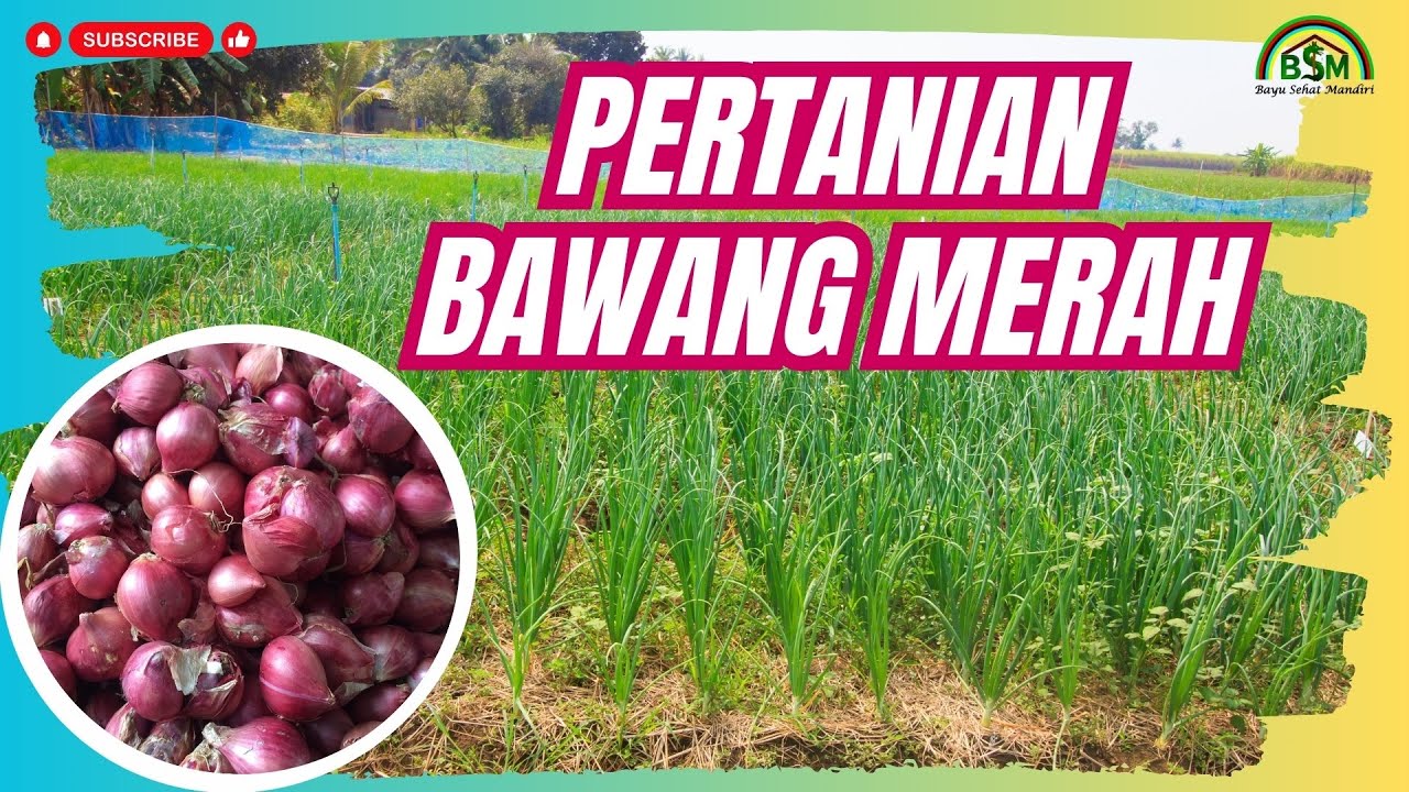 INTEGRASI PERTANIAN BAWANG MERAH