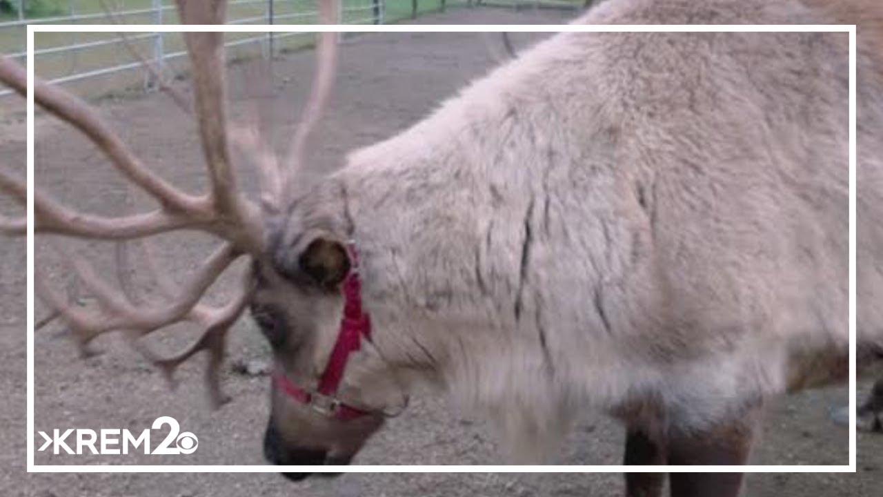 Bartell's Backroads: Leavenworth Reindeer Farm