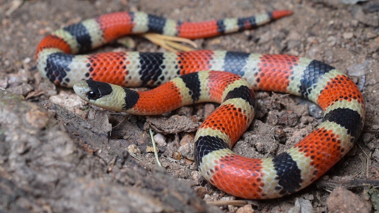 Herping Sonora, Mexico 2025