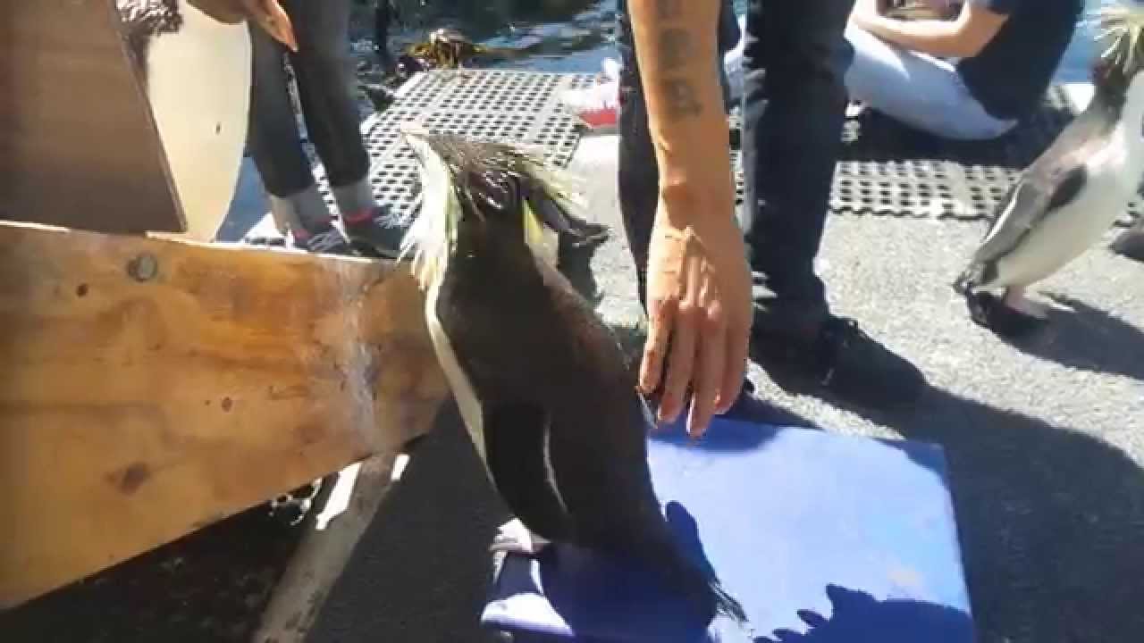 A penguin encounter at the Two Oceans Aquarium