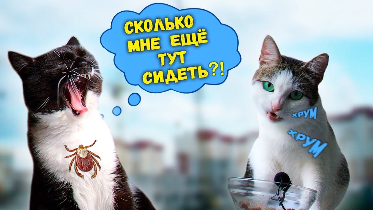 Давайте съездим в гости К КОТУ из прошлого видео? Приколы с животными / SANI vlog
