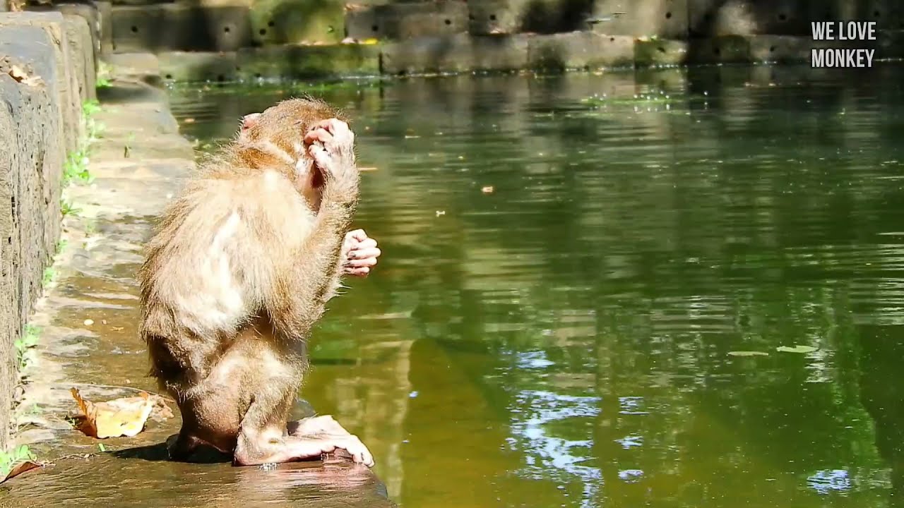 Now Abandoned Small Monkey Sovana Knows How to Swim Very Well
