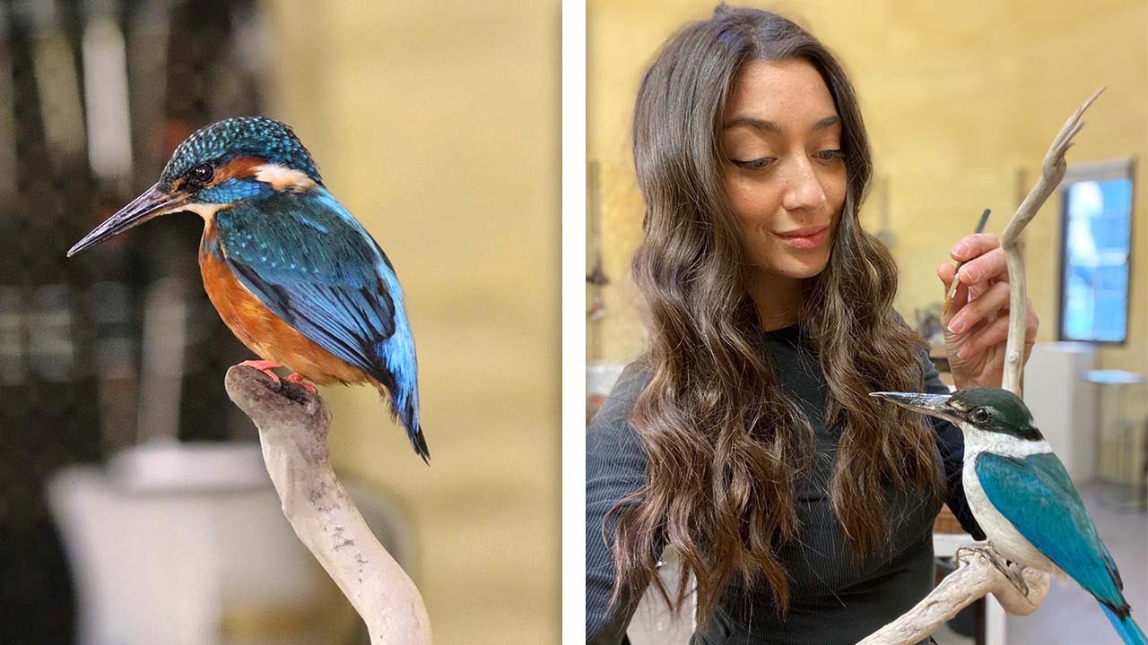 Woman Makes Taxidermy Birds From Roadkill