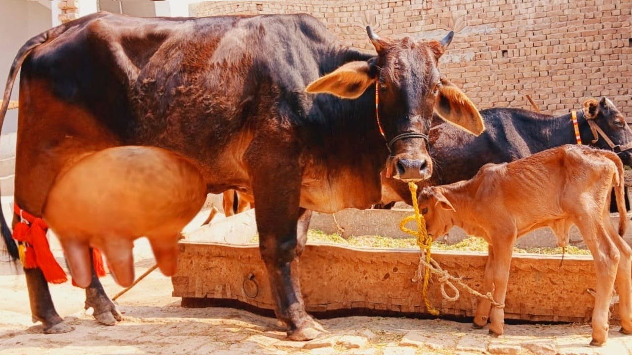 cholistani frizen cross cow milk 18kg (03061061151) youtub۔26.02.25