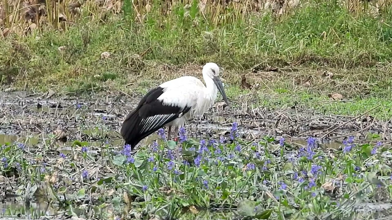 鳴門コウノトリ 2021/09/26 撮影 成長記録 徳島県鳴門市