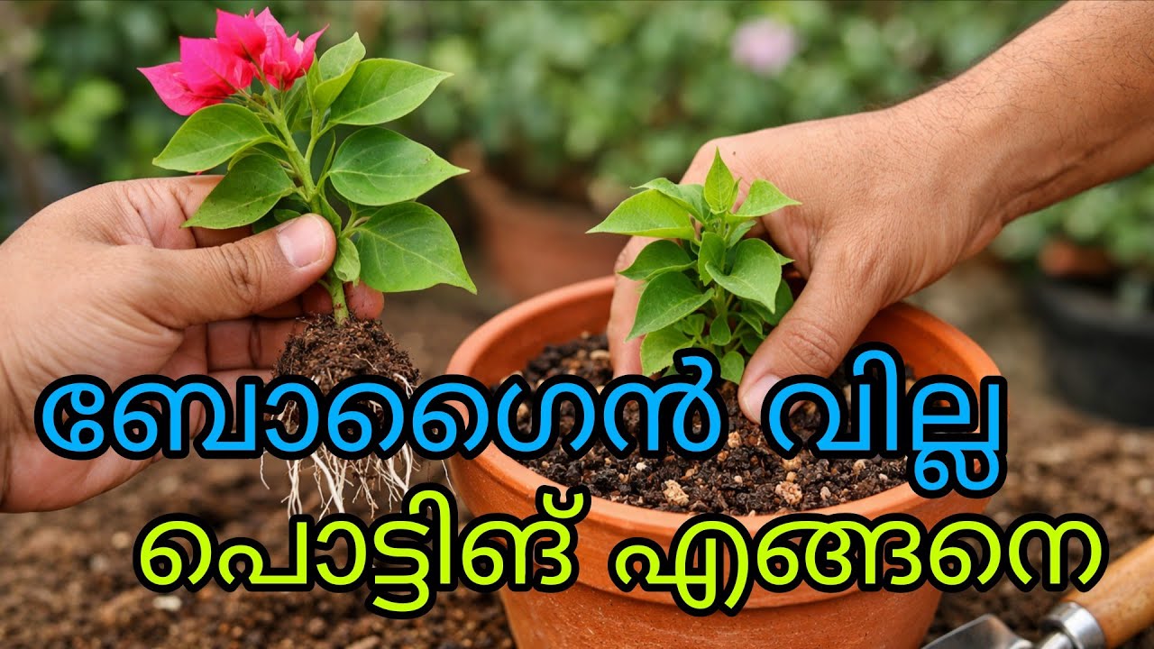 Bougainvillea Potting After Rooting | Complete Care Guide|Rc Garden|