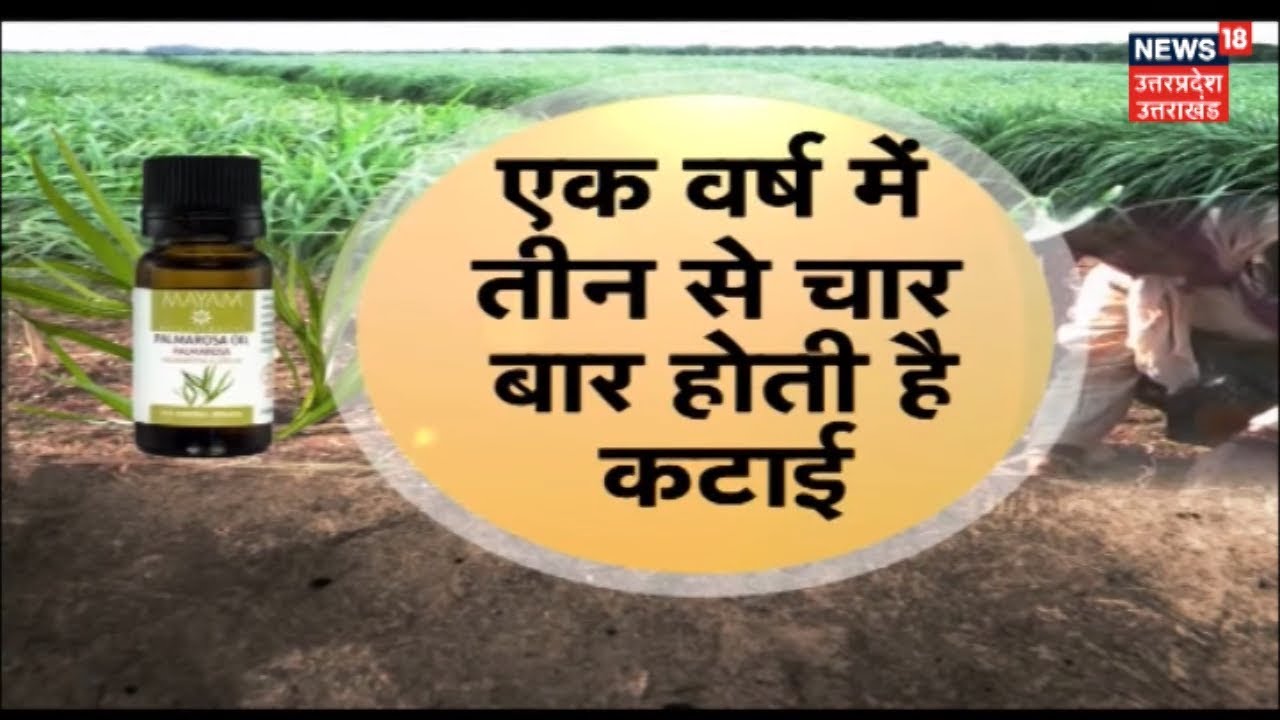 Annadata में आज: पामारोजा की खेती पर जानकारी | June 30, 2019