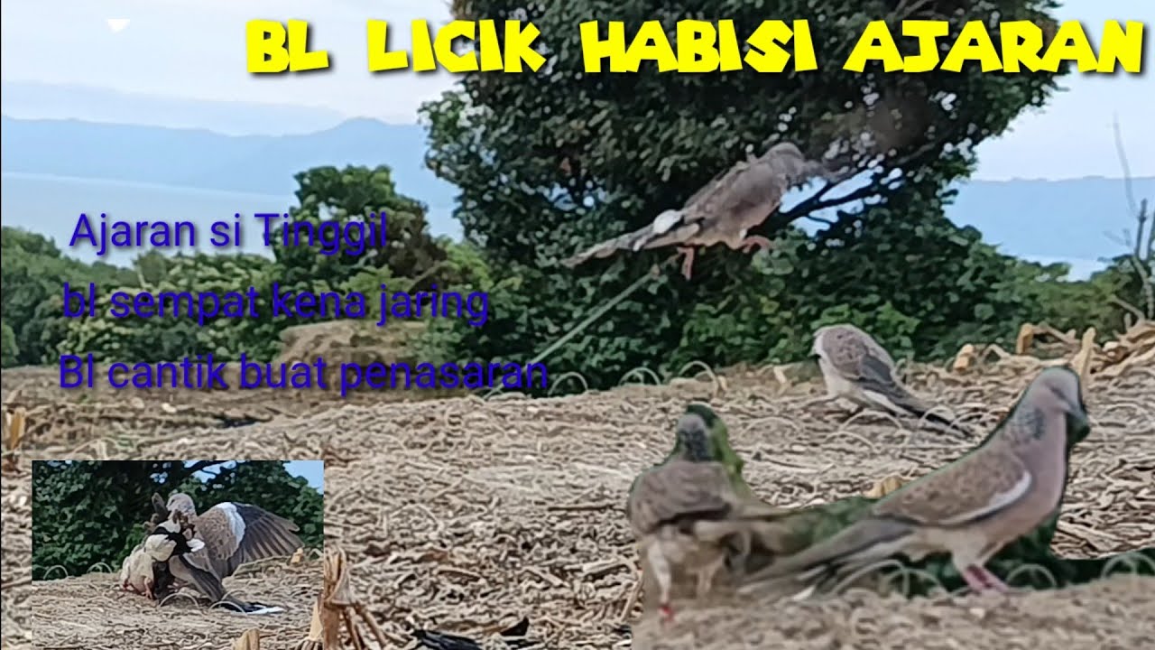 SUNGGUH CERDIK, BL CANTIK SUARA OK Awalnya kena jaring lalu lepas dan lucuti jaring serta Ajaran.