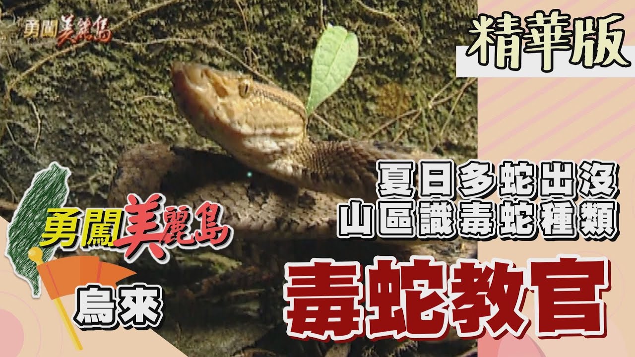 【勇闖美麗島】毒蛇教官 烏來山區發現龜殼花 │2001.04.25│ 43集精華版