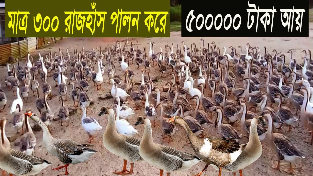 রাজহাঁস পালন পদ্ধতি আয় ব্যয় এবং অজানা তথ্য - কিভাবে করবেন রাজহাঁসের খামার - Duck Farming