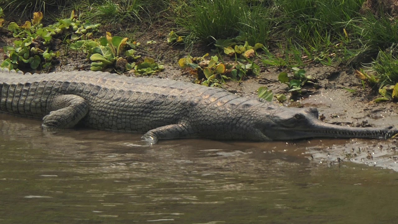 Gangesgavial am Fluss