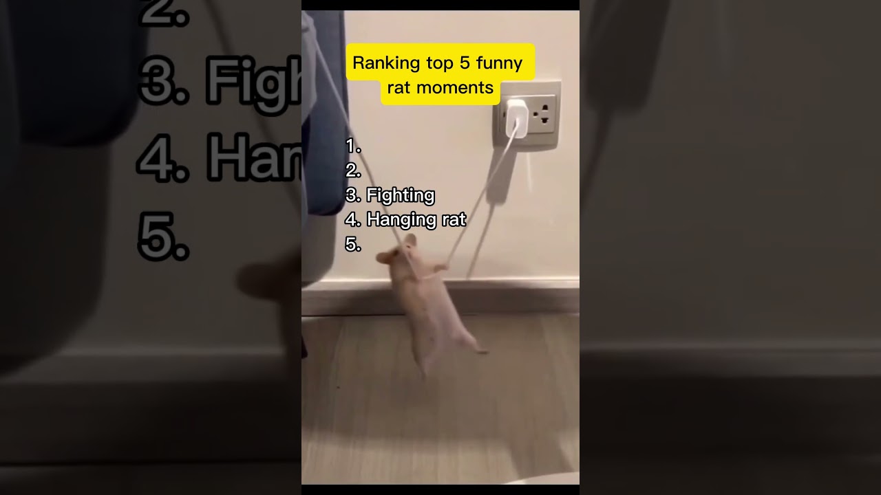 Ranking top 5 funny Rat moments 🤣|#shorts #funny #viral