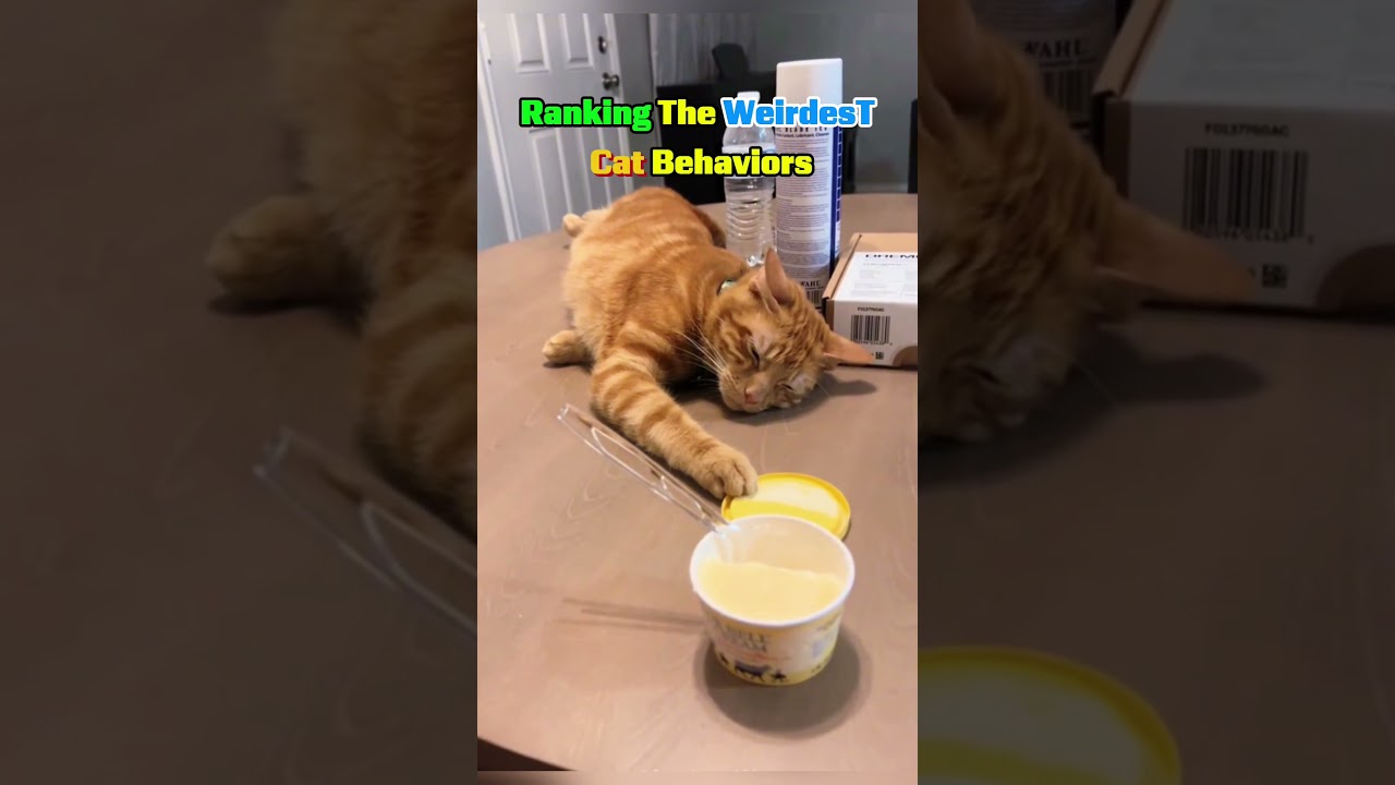 Ranking the Weirdest Cat Behaviors 😹👀 | Strange but Funny Moments