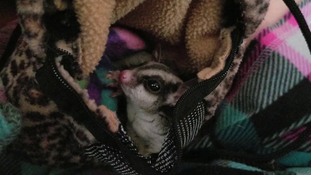 Sugar Glider sneezing
