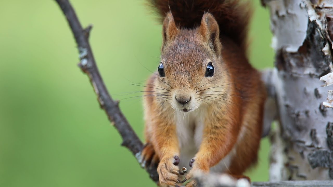 Squirrel Eating Breakfast