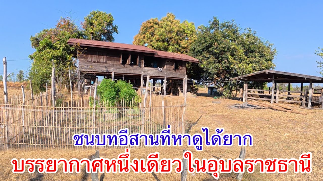 ชนบทอีสานแบบในอดีต100%ที่หาดูได้ยาก บรรยากาศหนึ่งเดียวในอุบลราชธานี