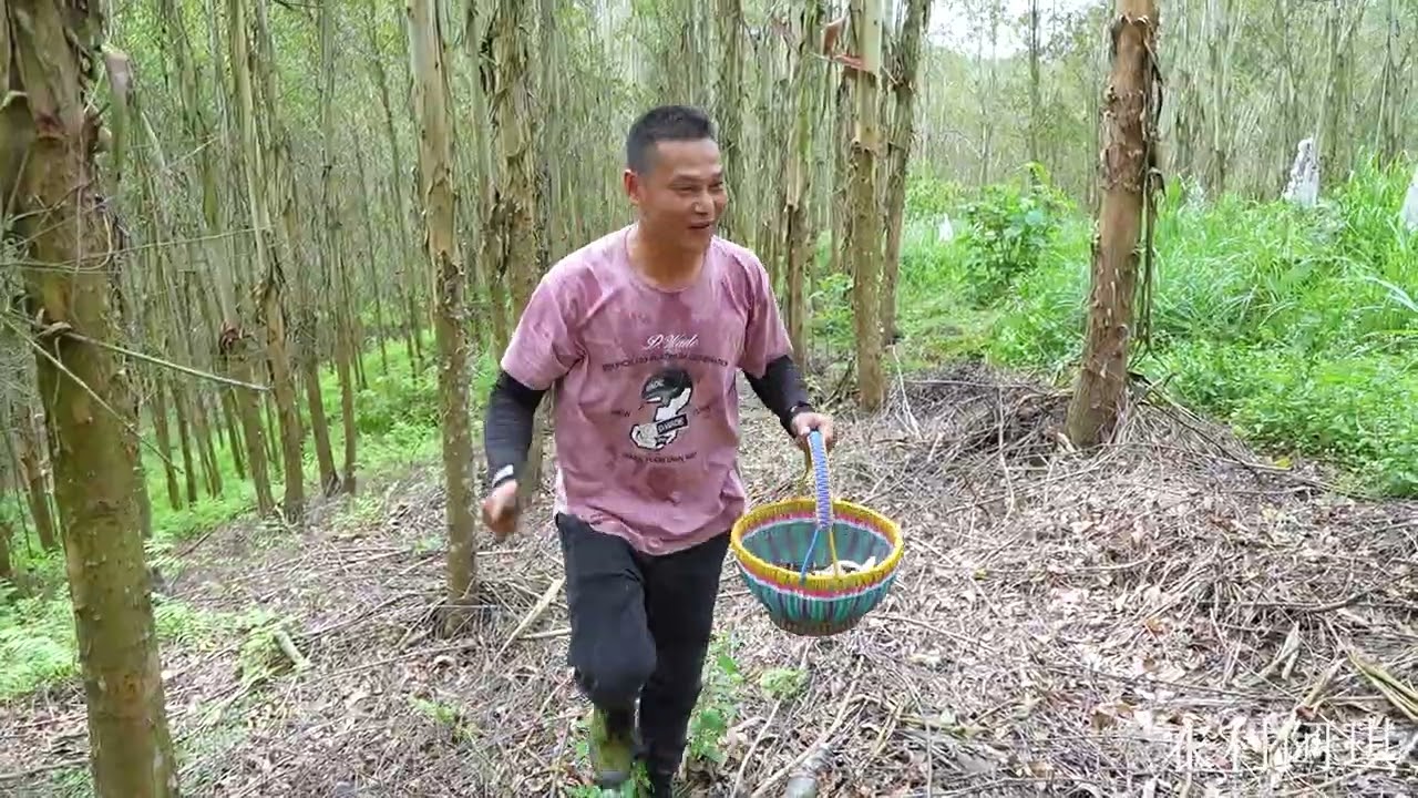 土豪美女高价订购鸡枞菌，两百块一斤阿琪山林里摘到手软，赚翻了 土豪美女高价订购鸡枞菌