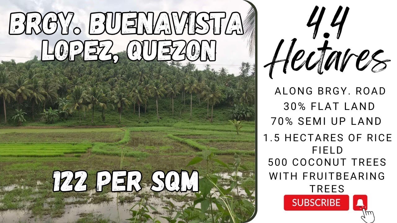 📍16A-400 | Along Brgy. Road | 1.5 hectares of Ricefield | 500 pcs of Coconut Trees | Negotiable!!!