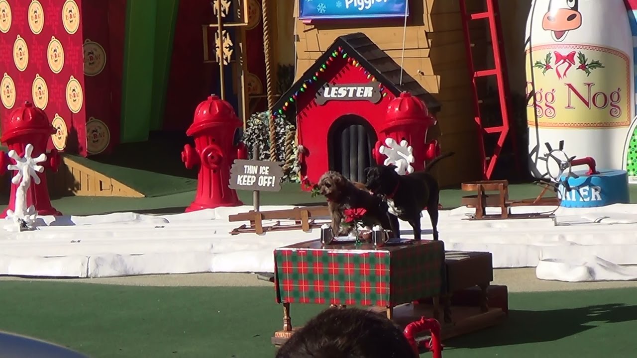 #SeaWorldSanDiego #PetsRule 12/28/16 The Pets Rule Christmas 1:00 pm show