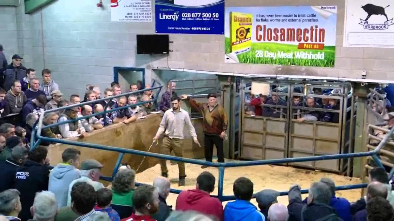 Mourne Show & Sale 2014 Branagan Bros