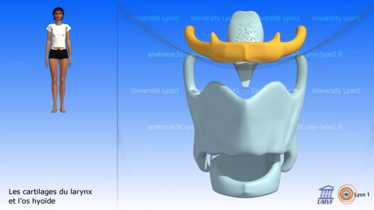 Le larynx. Cartilages et os hyo&iuml;de.