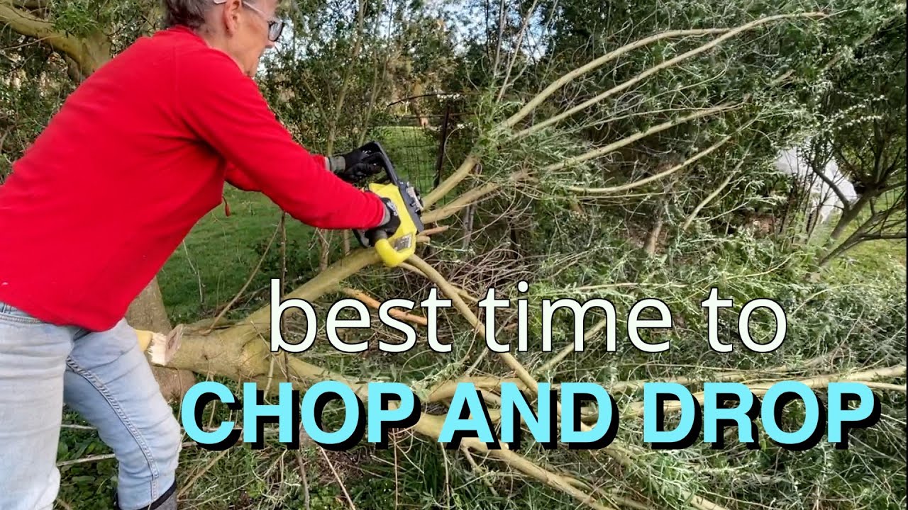 Best Time to Chop and Drop In Your Food Forest | Mulching the Walnut Trees