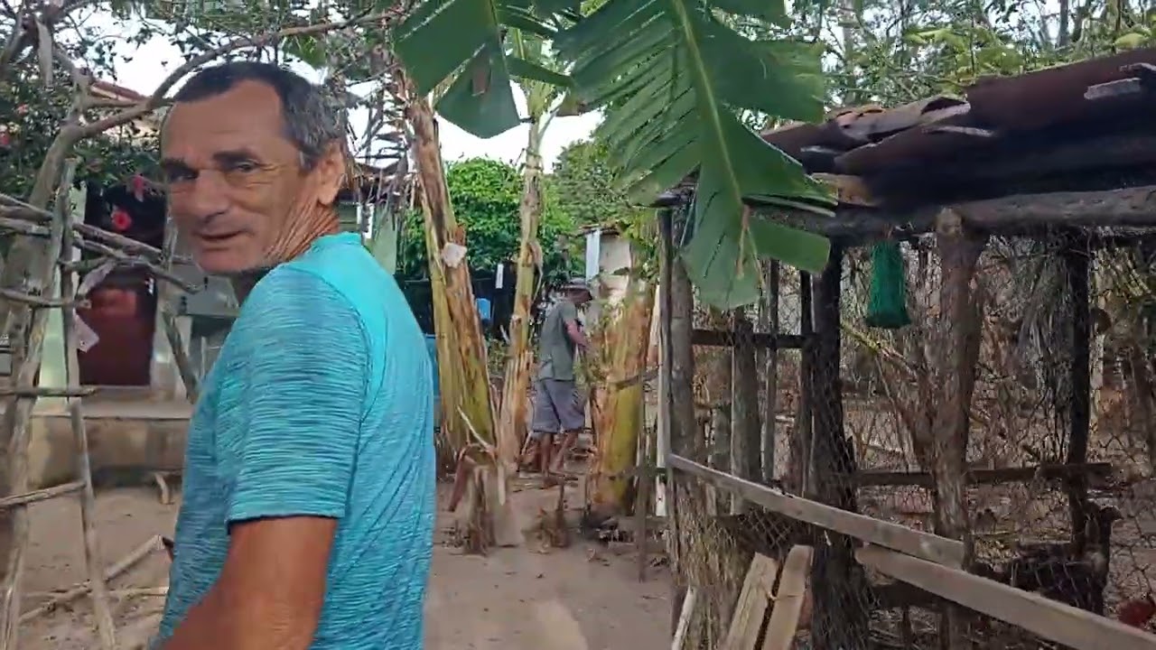 Cortando bananeira 